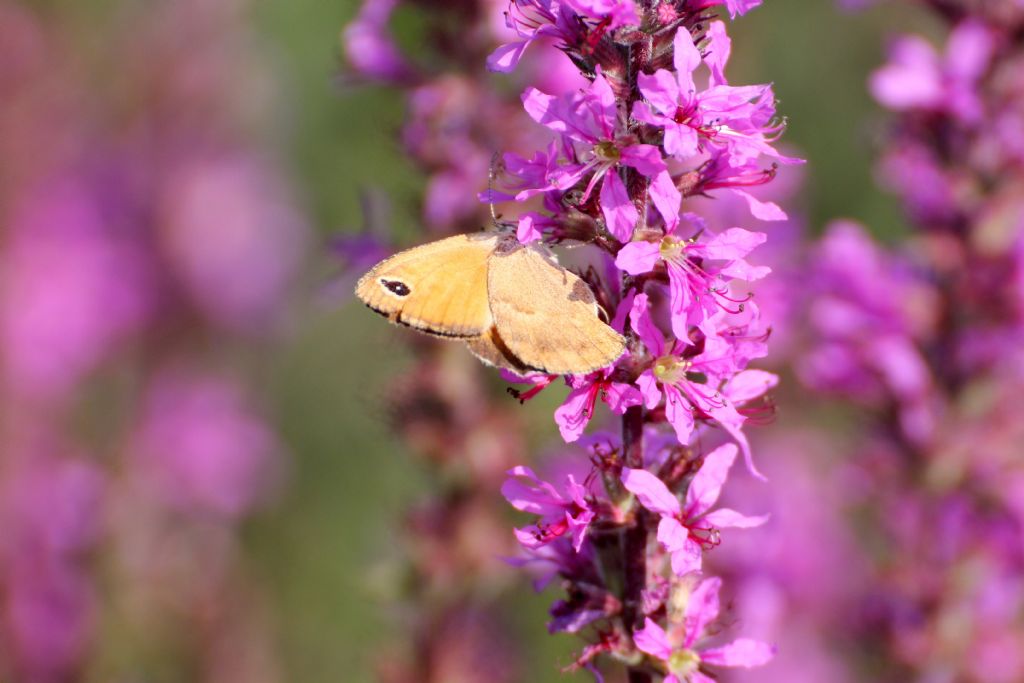 Farfalla ....? Coenonympha pamphilus
